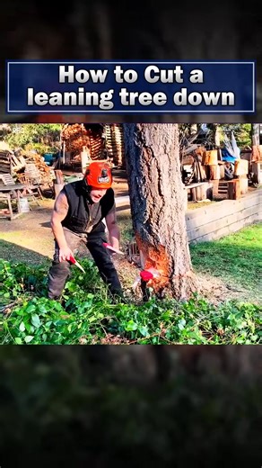 How to Cut a leaning tree down | Ruimfor