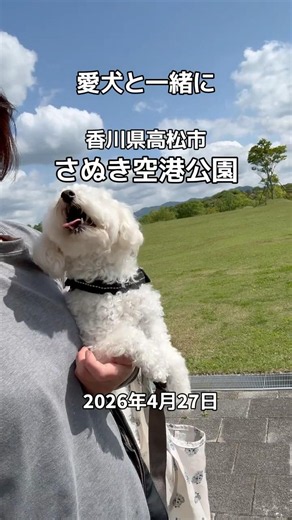 さぬき空港公園［香川県高松市］トイプードルゆきちゃんと一緒にお出かけ #お散歩 #犬のいる生活 #香川県 #犬とお出かけ