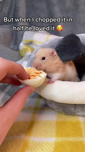 Hamster Tries Boiled Egg for the First Time