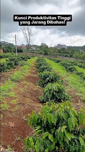 The Secret to a Tidy Coffee Plantation: The Rarely Discussed Key to High Productivity! ☕🌱