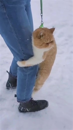 cats vs snow ⛄️ now a days in usa 🇺🇸 so much funnyy🤣🤣🤣😝😝😝😂😂😂😜😜😜…..#cats #snow #funnycats #fyp #catsoftiktok