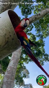 Updates on an old friend 🦜💛 This Scarlet Macaw is TABASCO — 32 years old and one of the oldest confirmed records of a living macaw we’ve documented in the wild. He was banded as a chick in 1994 and recently showed up at one of our nest boxes… then we spotted him again in early January foraging in a palm. He was also a regular visitor around the lodge back before 2020, when we lived there, and he nested in our nest boxes from 2009 to 2014 — and then we had no more sightings of him in nests. Som