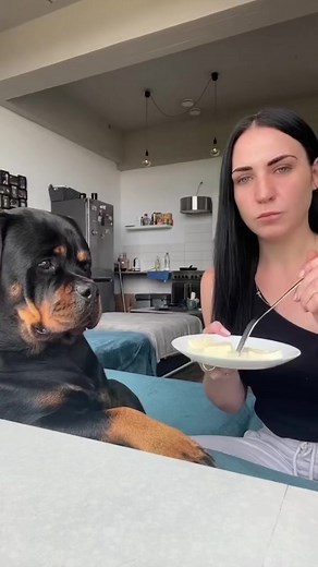 My life be like 🤷🏻‍♀️🤣 #rottweiler #spoiled #dog #serbianrottweiler #gangrottie #cutedog #baby | Gangrottie