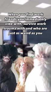 908K views · 9.3K reactions | When you meet the coworkers who match your weirdness, trauma bond over deadlines, and make suffering 9-5 slightly less illegal. | Work Riding | Facebook