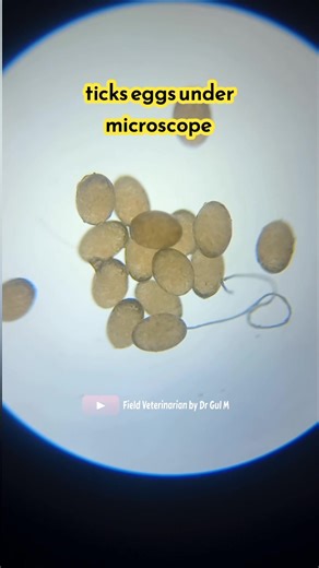 7.6K views · 82 reactions | Tick egg under microscope | tick laying eggs | ticks #eggs #ticks #vet #veternarian #veterinarymedicine #fieldveterinarian | Field Veterinarian | Facebook