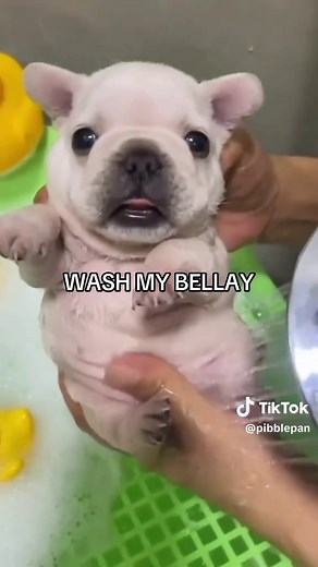 How to Properly Wash Your Pibble's Belly