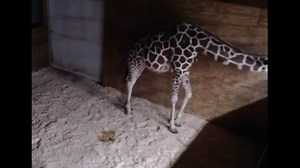 LIVE VIDEO: Giraffe birth at NY zoo