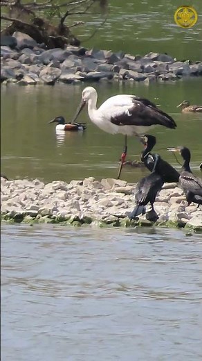 昆陽池公園のコウノトリ 1羽 4月3日 #birds #goose #wildlife #コウノトリ #昆陽池公園