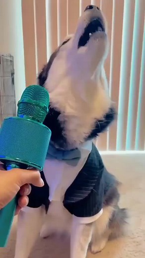 This is what happens when you auto-tune a husky 😂😂😂 | Big Al's Fun House