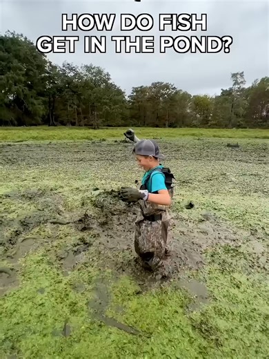🐟How Fish Get Into Our Crawfish Ponds