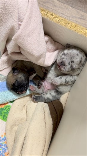 Grand Felicity_kennel French Bulldog 🥰 on Instagram: "сладость😇😇😇🥰😘🥰😍#frenchbulldoglove #puppygram #frenchbulldogpied #frenchbulldog #frenchbulldogpuppy #top #frenchbulldogusa #puppy #щенки #французскийбульдог #бульдог #breederfrenchbulldog #love #frenchiesoftheworld #frenchie #frenchies #animals #animalloves #puppygram #frenchbulldogeurope #frenchbulldogbreeder #discoveranimal #doglove #bulldog #щенокфранцузскогобульдога"