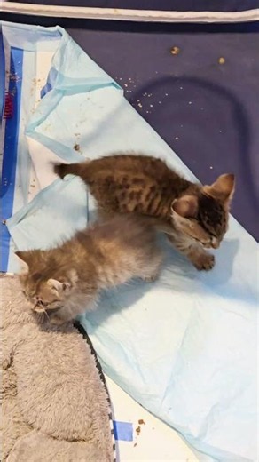 How they met was unconventional & tragic, but their futures are fluffy & bright. Read Description