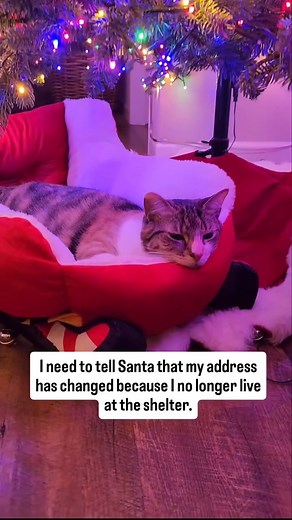 3.5K reactions · 129 shares | Please take a look at the animals from...