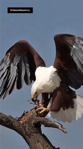 This Is Why They Call It a Fish Eagle Predator Moments #177