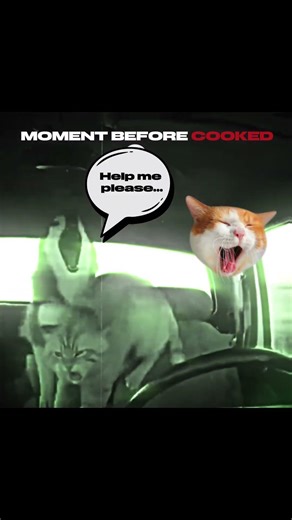 Ranking pet car ride disasters #catsshorts #edit #funnycats #animalsmoment
