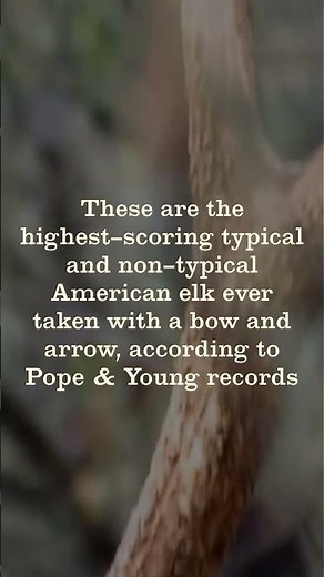The Biggest Archery Elk of All Time