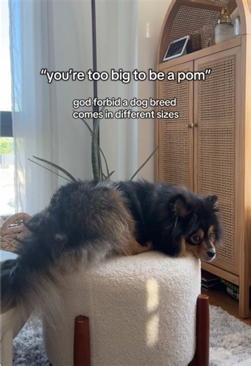 Understanding Pomeranian Size Variations