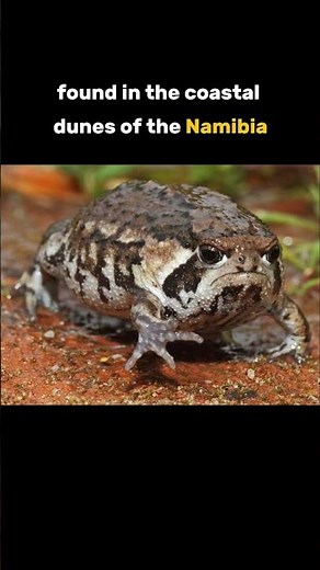 Desert Rain Frog!