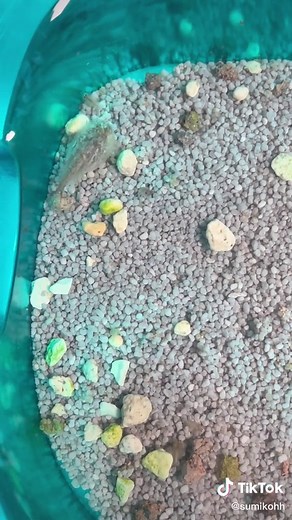 Triops Breeding Process Explained