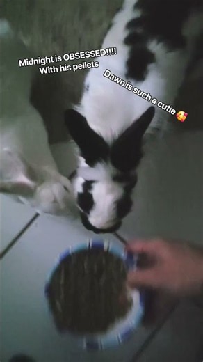 Its that time of day #breakfast #bunny #pets #rabbit #bunnies #adorable