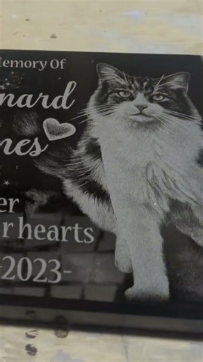 Maynard the Cat Tribute #shorts
