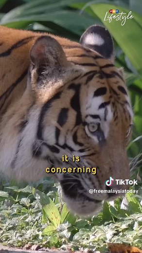 Get To Know: 5 endangered species in Malaysia Here are some facts about 5 endangered animals in Malaysia! Have you heard about these animals? Written by: Sarah Jalil Shot by: Mohd Afzal Presented by: Soo Hoo Xin Xin Edited by: Hani Diyana #FMTLifestyle #GetToKnow #WorldAnimalDay #EndangeredSpecies #Conservation #fyp #AnimalLovers #MalayanTapir #MalayanTiger #Sunbear #leatherbackseaturtle #borneonpygmyelephant #MalaysiaTiktok