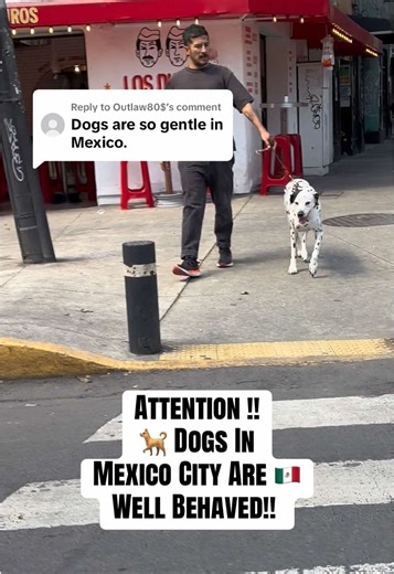 Well-Behaved Dogs in Mexico City