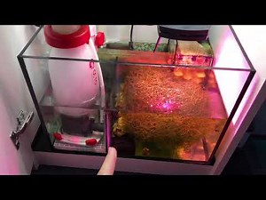 Red Sea Reefer 170 update