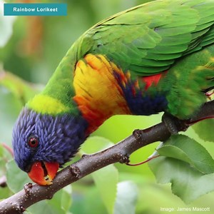 The Aussie Bird Count is here! 🐦 Help us find out what the top 10 birds are on the Gold Coast. 🌳 Participating is easy - just spend 20 minutes in your favourite outdoor space from October 17-23 counting how many species you can see 🔎 Visit our website for details on how to register 👇 citygc.au/3RZh5Ie #AussieBirdCount | City of Gold Coast