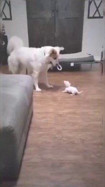 Try Not To Laugh  | Funny Animals Compilation