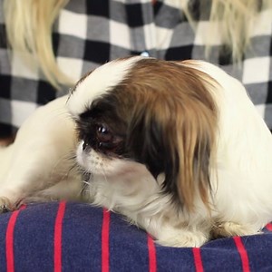 70K views · 1.2K reactions | Pet Hacks / Awesome Life Hacks For Cats...