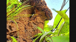 File:Garden of Eden.webm - Wikimedia Commons