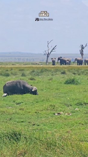 3K views · 645 reactions | Movement in the swamp #nowfilming #praroamboselicamp #praroamboseli #zebraplainsmoments #zebraplainscollection To enquire about, or book, a safari at one of Zebra Plains Collection's Camps you can get in touch at: reservations@zebraplainsmara.com Or WhatsApp on +254790789122 Download our brochures to learn more about the camps: www.zebraplainscollection.com/brochures | Rob The Ranger Wildlife Videos | Facebook