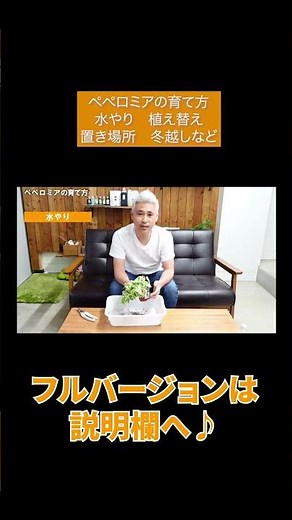 ペペロミア の育て方 水やり、植え替え、置き場所、冬越しなど#Shorts
