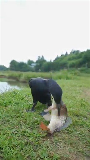 Black duck feeding moment shorts ! #shorts #virals #WildlifeZeroDistance #blackduck #The #animal | wildlife park