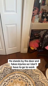 25M views · 1.1M reactions | You can't leave without me mom!! Look! My right foot has lost all sight ! 藍 You just can't leave me like this! (Via - @cassidy.dunnbutler) #Dog #Chihuahua #DogMom #Funny | Fur Family | Facebook