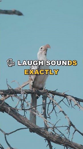 Why Magpies LAUGH? The Surprising Reason Revealed