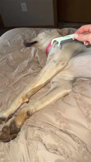 Understanding Dog Instruments: What's This Called?