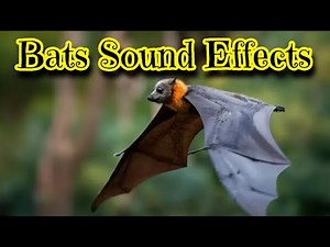 Bats Sound Effects