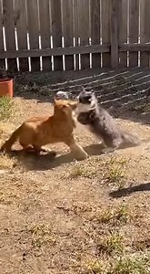 Orange Cat is always on Top soooo aggressive #cats #catsofinstagram #cat #catlover #catstagram #catlife #catlovers #pets #of #kitten #instacat #instagram #meow #kittens #catoftheday | MeoW Moment