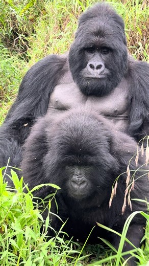 Gorilla Trekking Adventures in Uganda