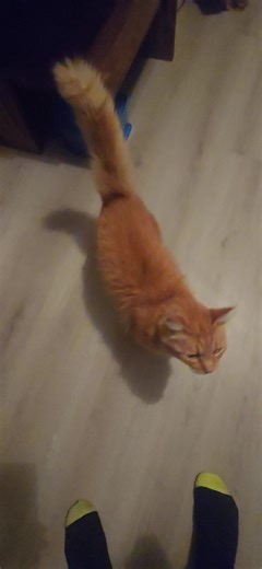 Training Cats: Can You Teach an Old Cat New Tricks?