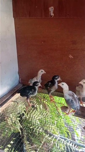 🐥 Anak Ayam Umur 2 Minggu – Lucu, Sehat, dan Aktif! 🐥 #anakayam #ayambangkok