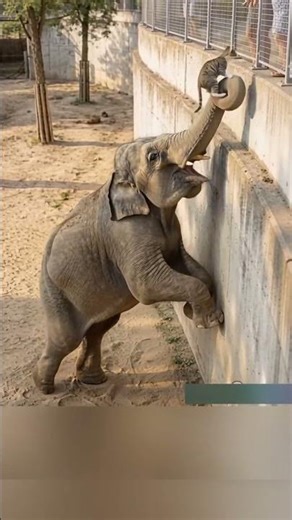 دور الاخ الاكبر في الحياة 🤔🤔 #shortvideo