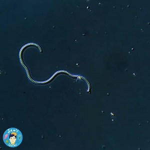20K views · 273 reactions | This dancing noodle is a giant bacterium...