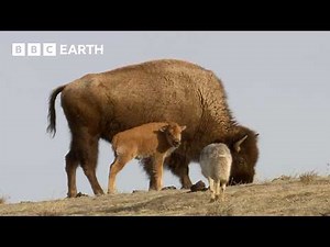 Baby Animals of Yellowstone National Park | BBC Earth | BBC Studios