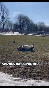4.1K views · 263 reactions | Our barn residents have been having a blast this morning celebrating our warmest day yet this year! There’s nothing like that first 60 degree day after a cold and snowy winter. We are so ready for you, spring! ☀️ | Spring Farm Cares | Facebook