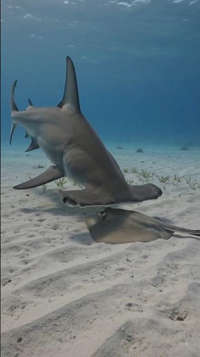 This Shark's Head Shape Will SHOCK You 🦈 (Hammerhead Facts)