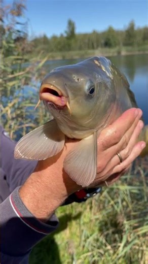 Karp śpiewa „O Sole Mio” 🎤 – niesamowity moment nad wodą