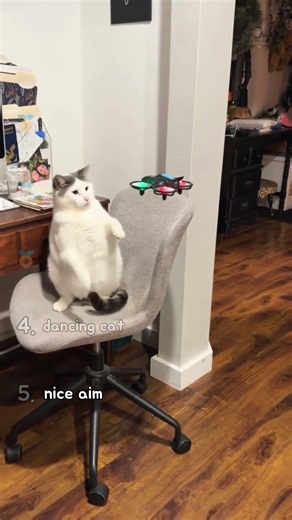 Ranking Cats That Should NEVER Be Left Alone 😹
